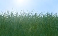 lawn
